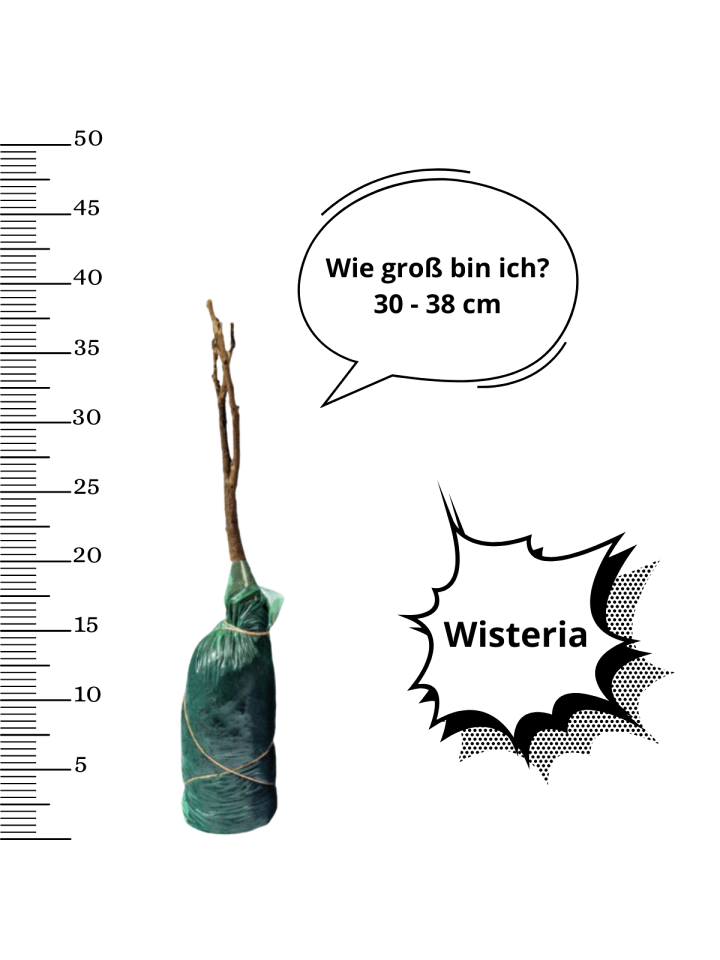 OH2 3er-Set: Blaue Regenpflanzen in Lila günstig kaufen onesize