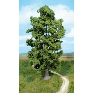 Felsenahorn 30 cm (1 Stk.)