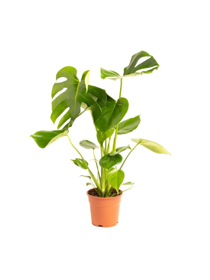 OH2 Monstera Deliciosa in Grün günstig kaufen onesize