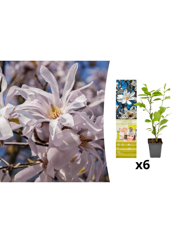 OH2 6-er: Set Magnolien Stellata in Weiss günstig kaufen onesize