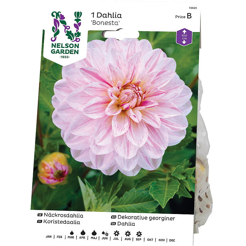 Nelson garden Georgine Høy dek. Bonesta, rosa