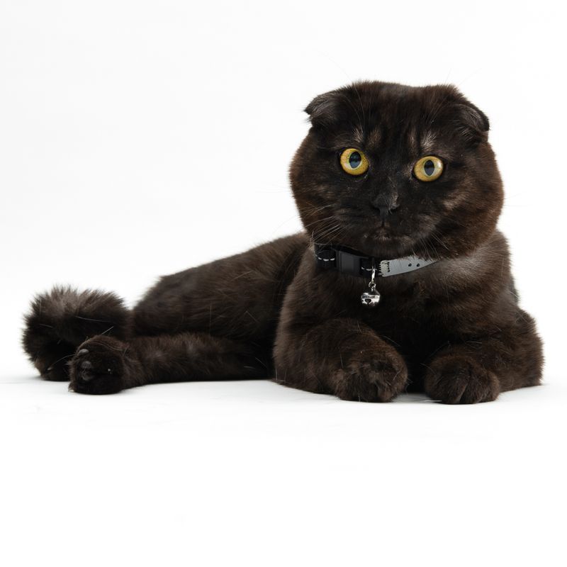 TIAKI Katzenhalsband Home zu TOP-Preisen