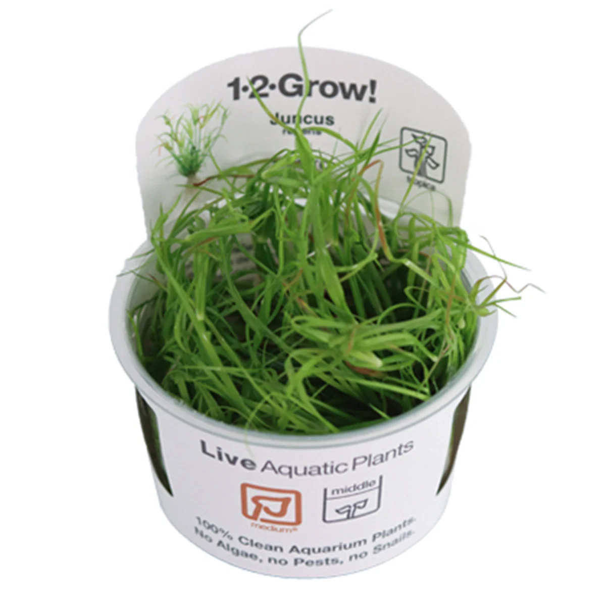 Tropica Aquariumpflanze Juncus repens günstig kaufen