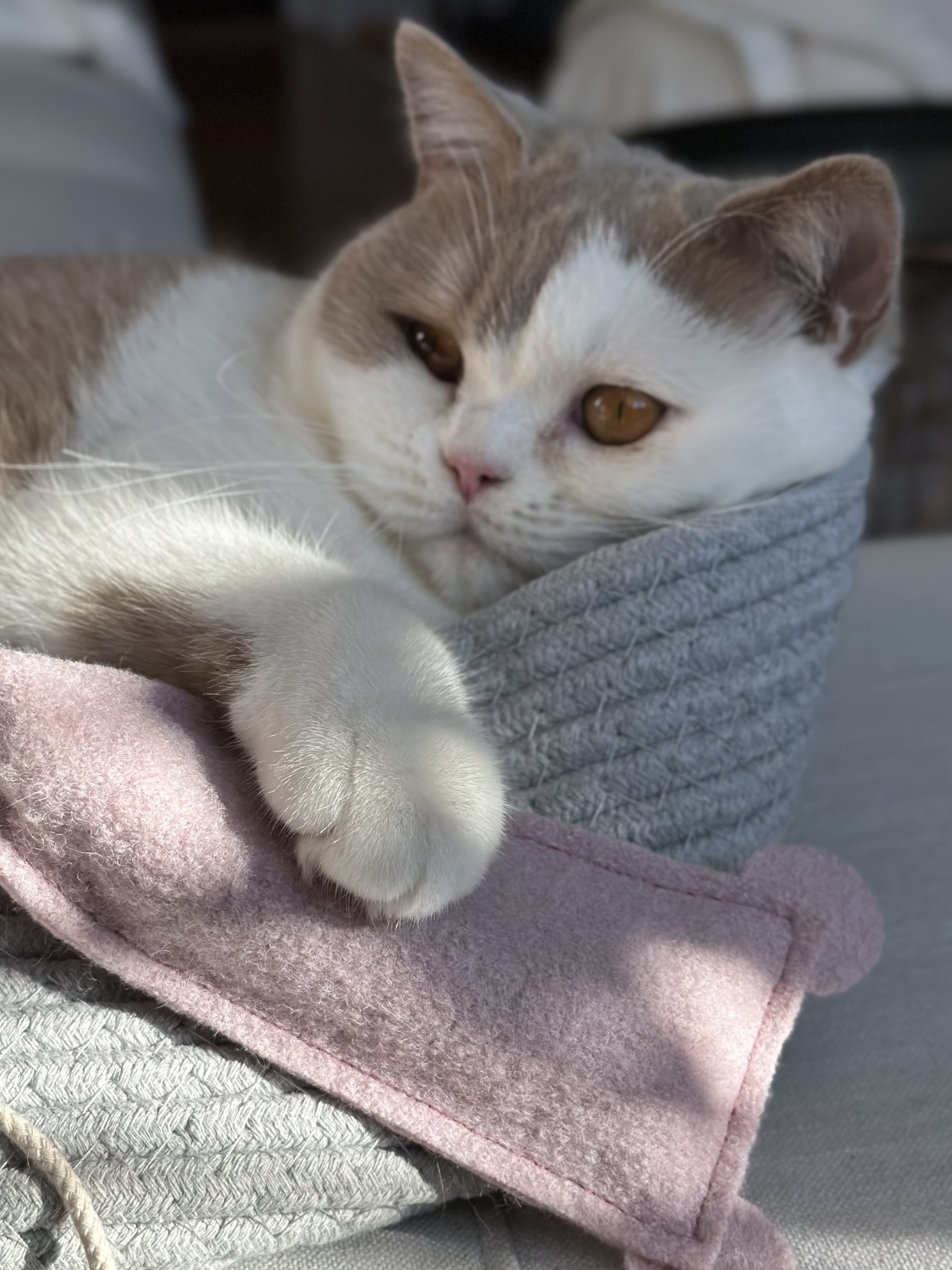 Kater Kasimir Spielmäuse & Bälle Kater Kasimir 2 XL handgemachte Spielmäuse aus echtem Wollfilz mit Katzenminze und Baldrianwurzel