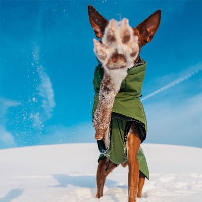 Rukka® Warmup Hundemantel, oliv