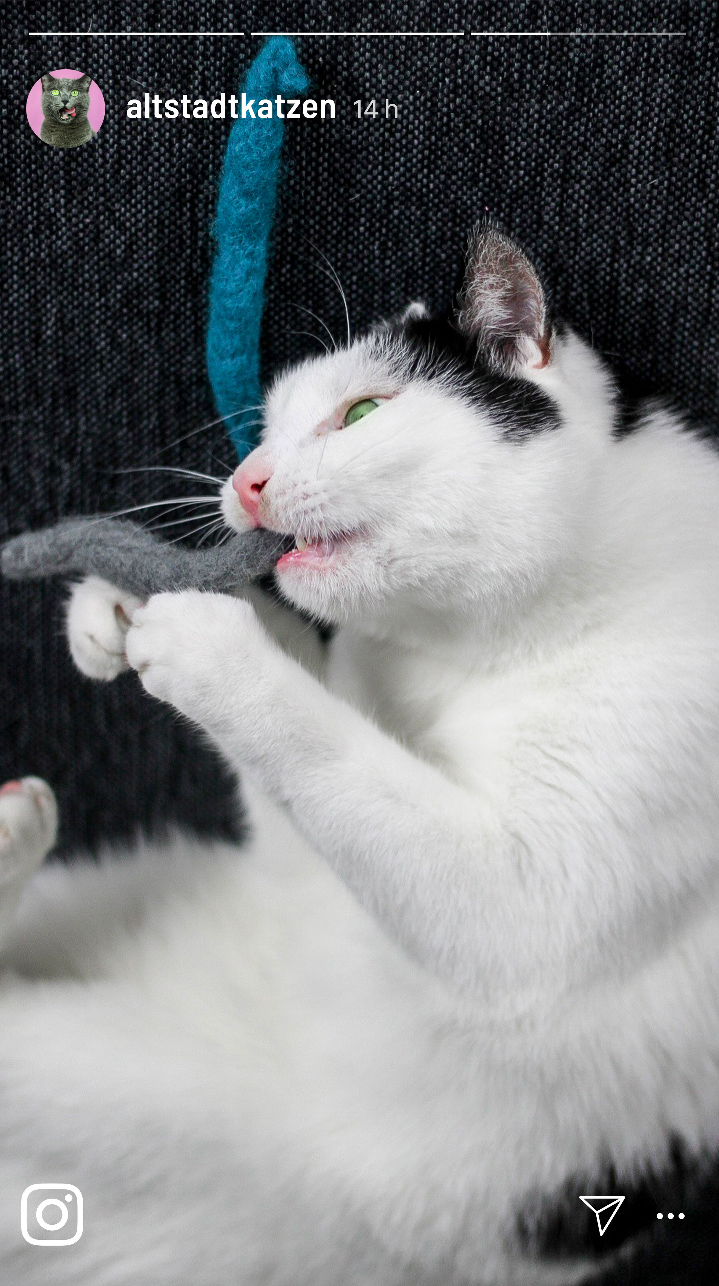 Kater Kasimir Baldrian & Catnipspielzeug Kater Kasimir 3 handgerollte Filzwürmchen aus Schurwolle + 1 Mini-Flasche Katzenminze-Spray