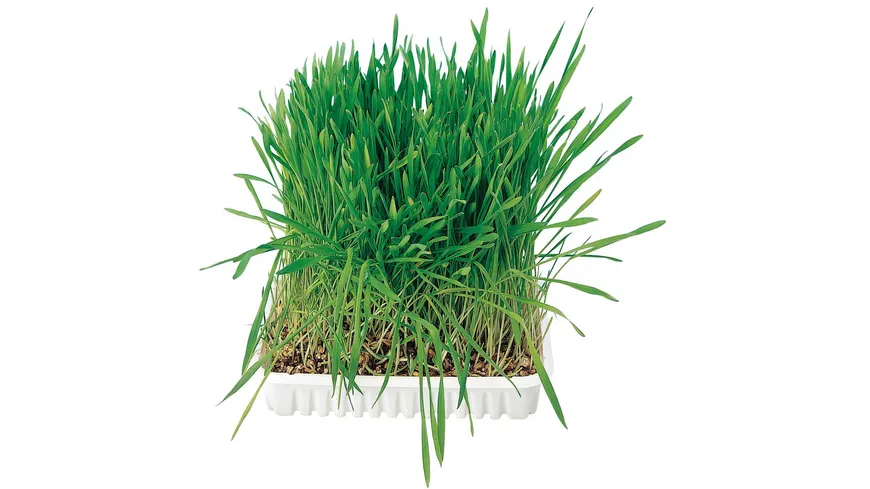 Trixie Katzengras Nachfüllbeutel 100g 100 g