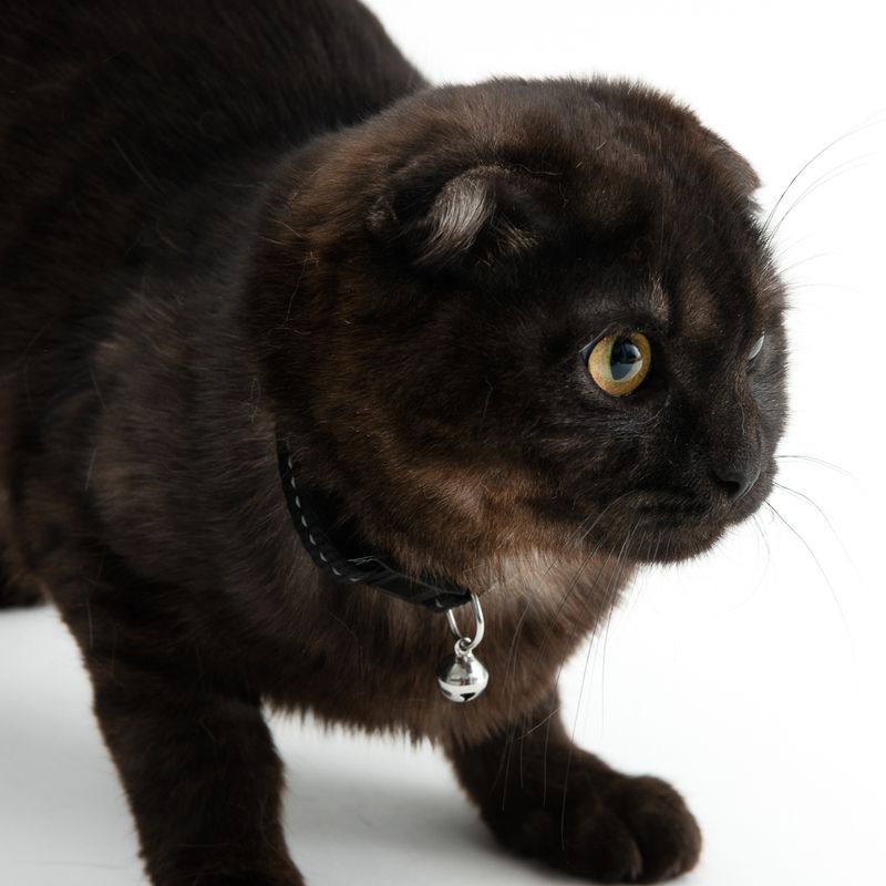 TIAKI Katzenhalsband Home zu TOP-Preisen