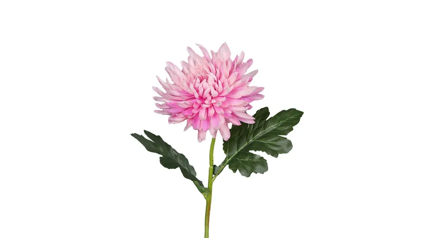 Chrysantheme 45cm rosee