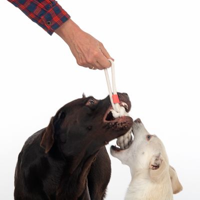 TIAKI Hundespielzeug Rope Stick