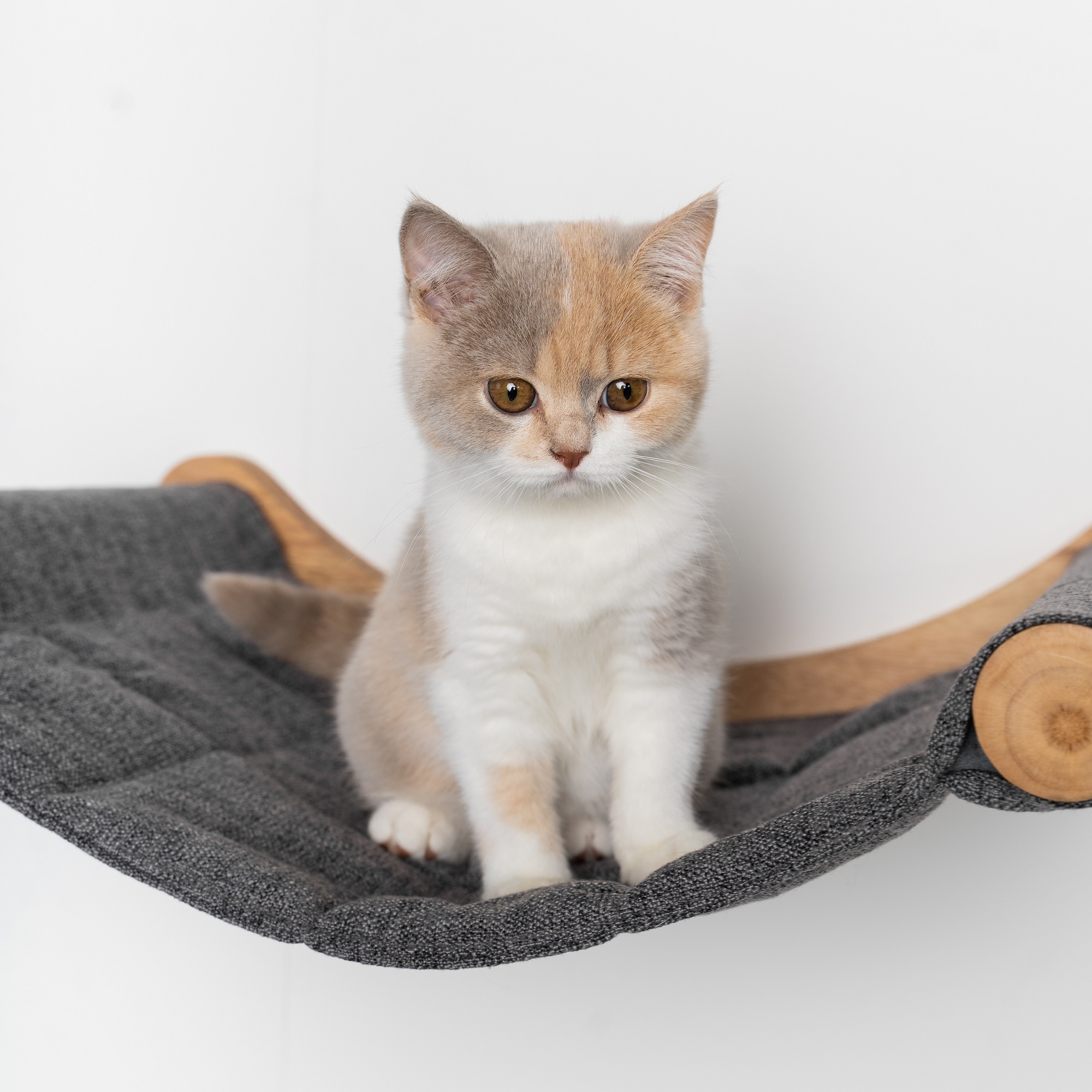 RHR Quality Katzendecken & Katzenmatten RHR Quality Wandmöbel Kletterwand Katze - Hängematte