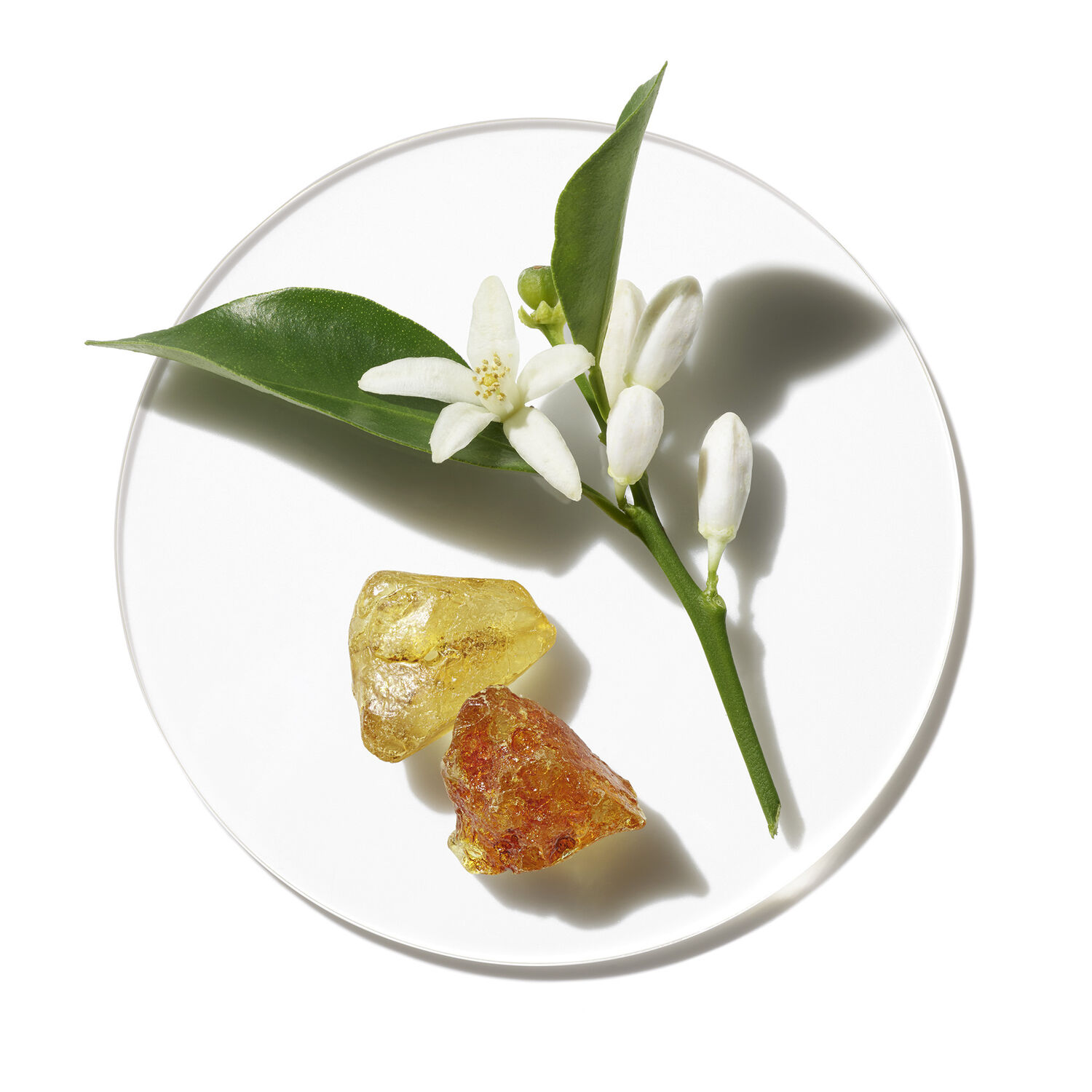 Clinique Aromatics In White Eau de Parfum