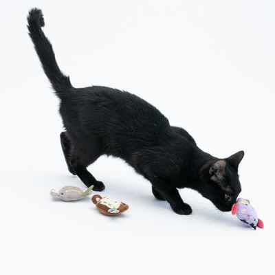 TIAKI Elektronisches Katzenspielzeug-Set Jungle Buddies