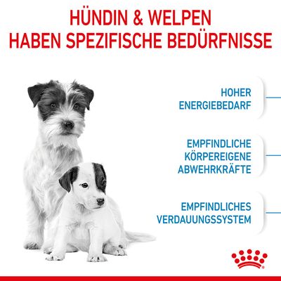 Royal Canin Mini Starter Mother & Babydog