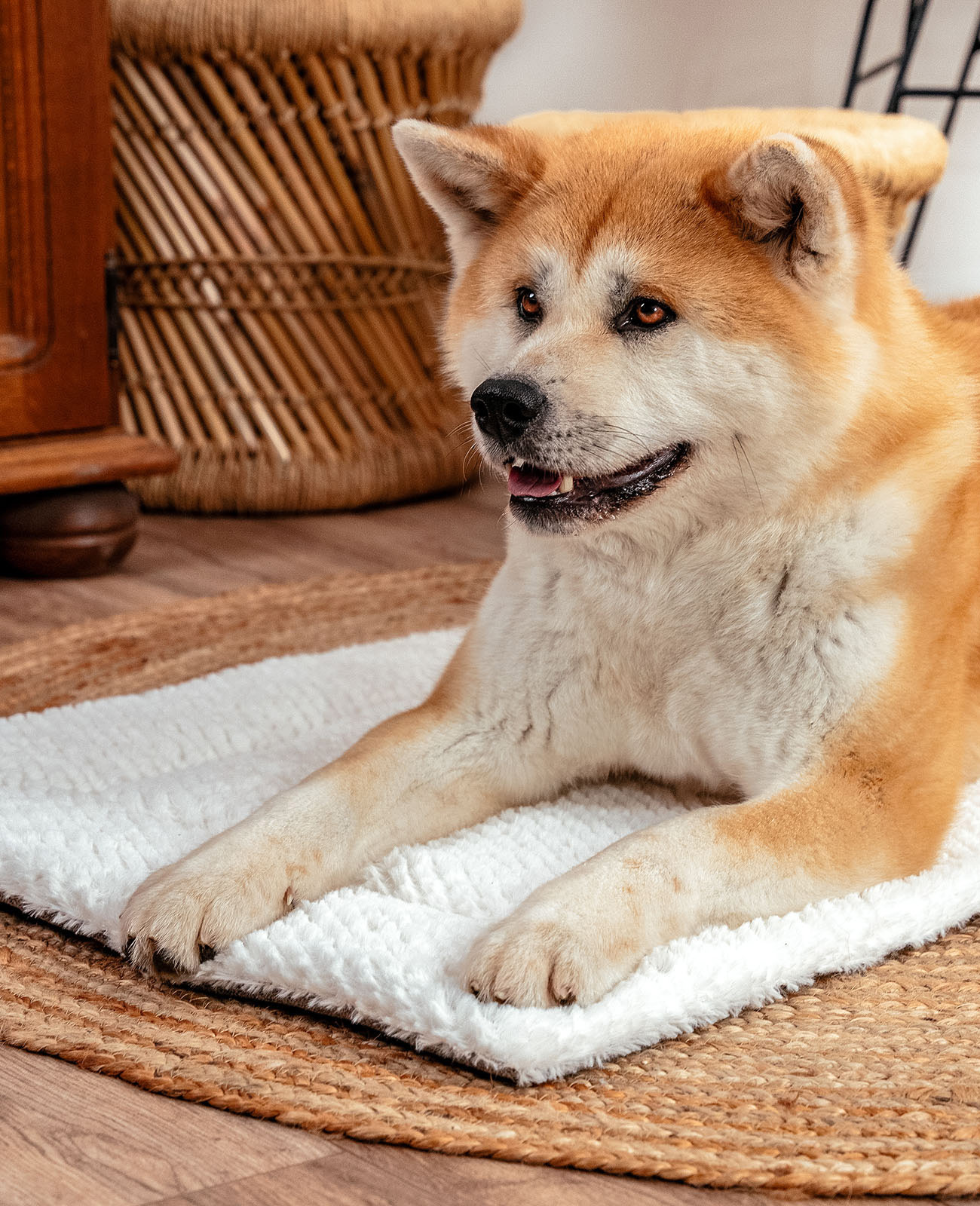 Lionto Hundebetten Lionto Wendedecke für Hunde & Katzen L