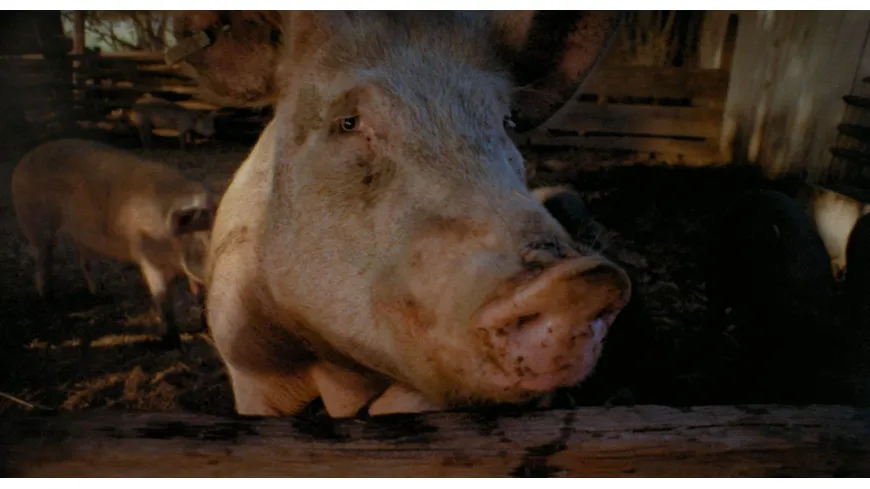 PIGS - Uncut Director's Cut (digital remastered, mit VHS-Artwork als Wendecover)