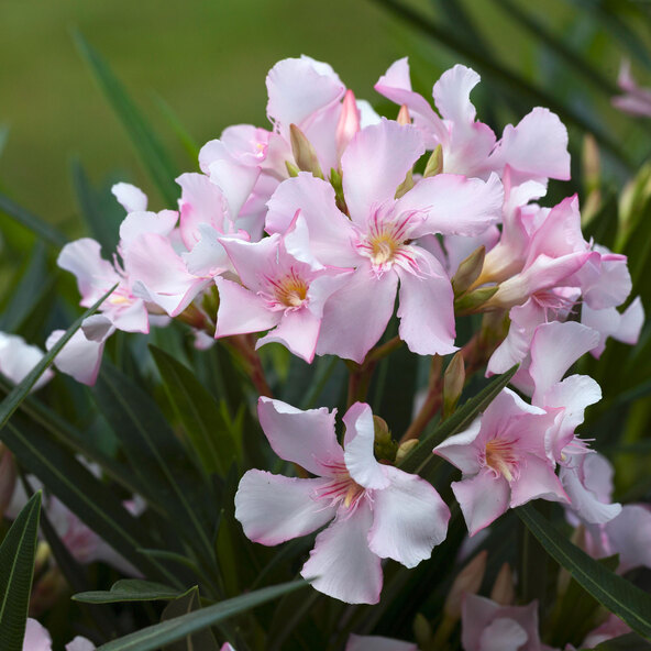 Oleander-Stamm, rosa