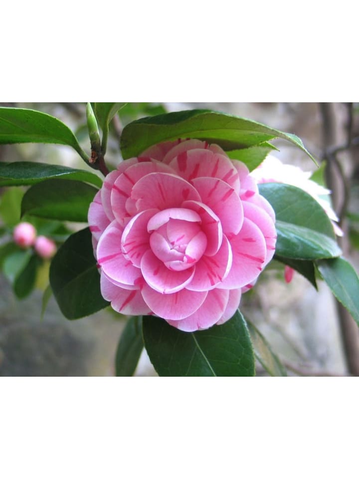 OH2 Kamelienstrauch Japanische Rose in Rosa günstig kaufen onesize