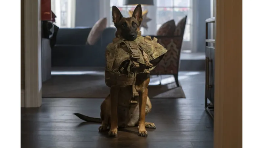 Dog - Das Glück hat vier Pfoten