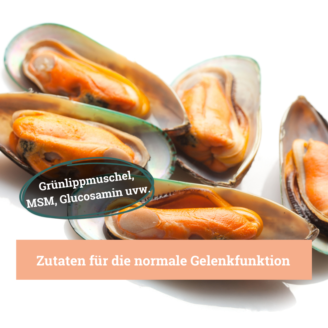 BeG Buddy Ergänzungsfutter & Aufzucht BeG Buddy Gelenk Fit Tabletten Hund