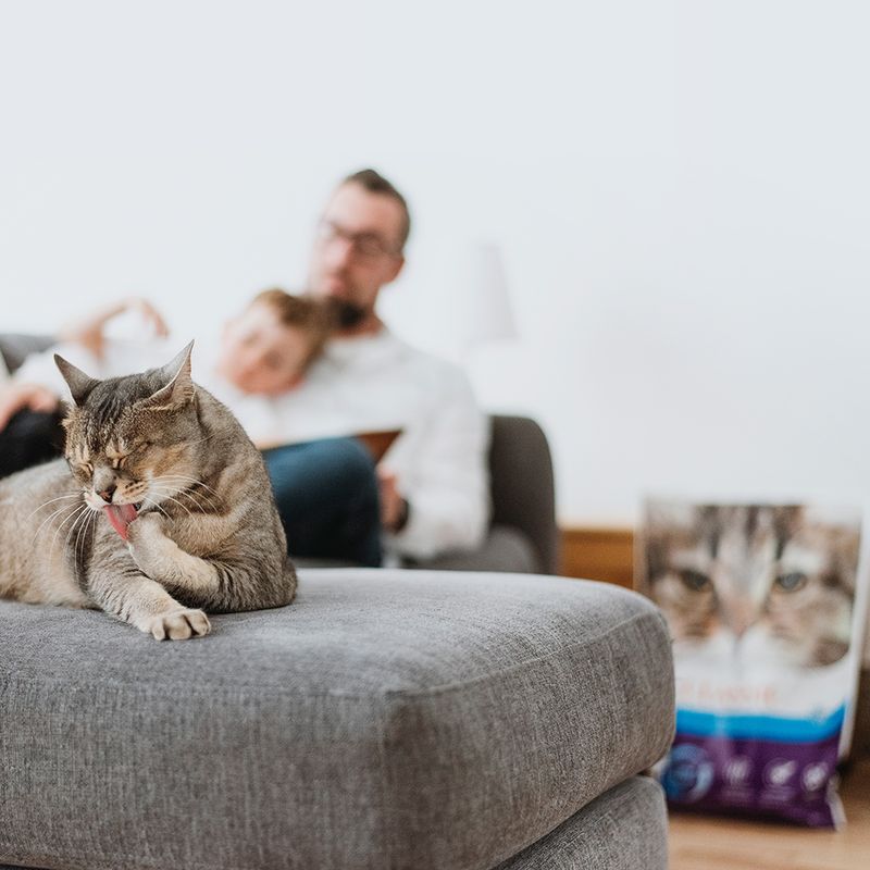 Sparpaket Intersand Classic Katzenstreu zu TOP-Preisen | bitiba %
