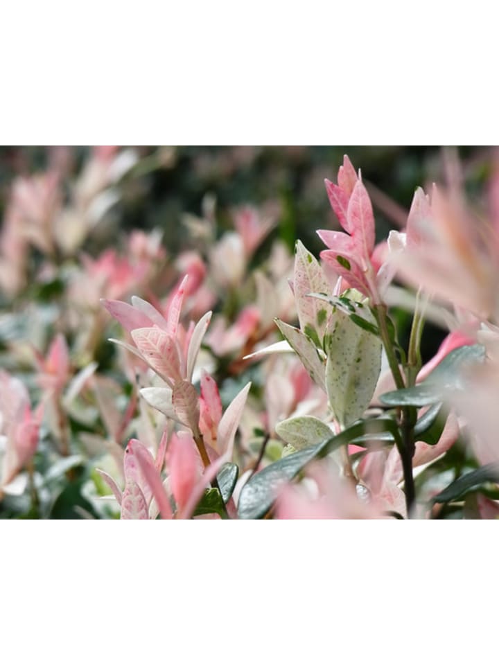 OH2 3er Set: Salix Buschpflanzen günstig kaufen onesize