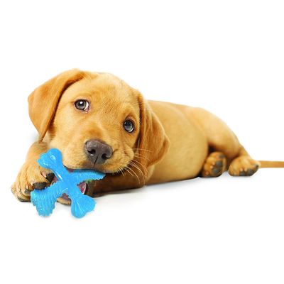 Nylabone Welpen X-Bone Kauspielzeug