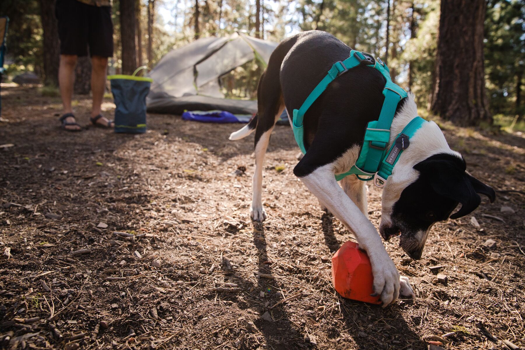 Ruffwear Hundegeschirre Ruffwear Geschirr Front Range türkis M