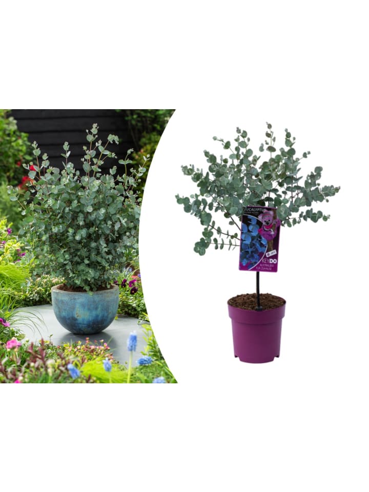 OH2 Eucalyptus gunnii Azura am Stamm günstig kaufen onesize