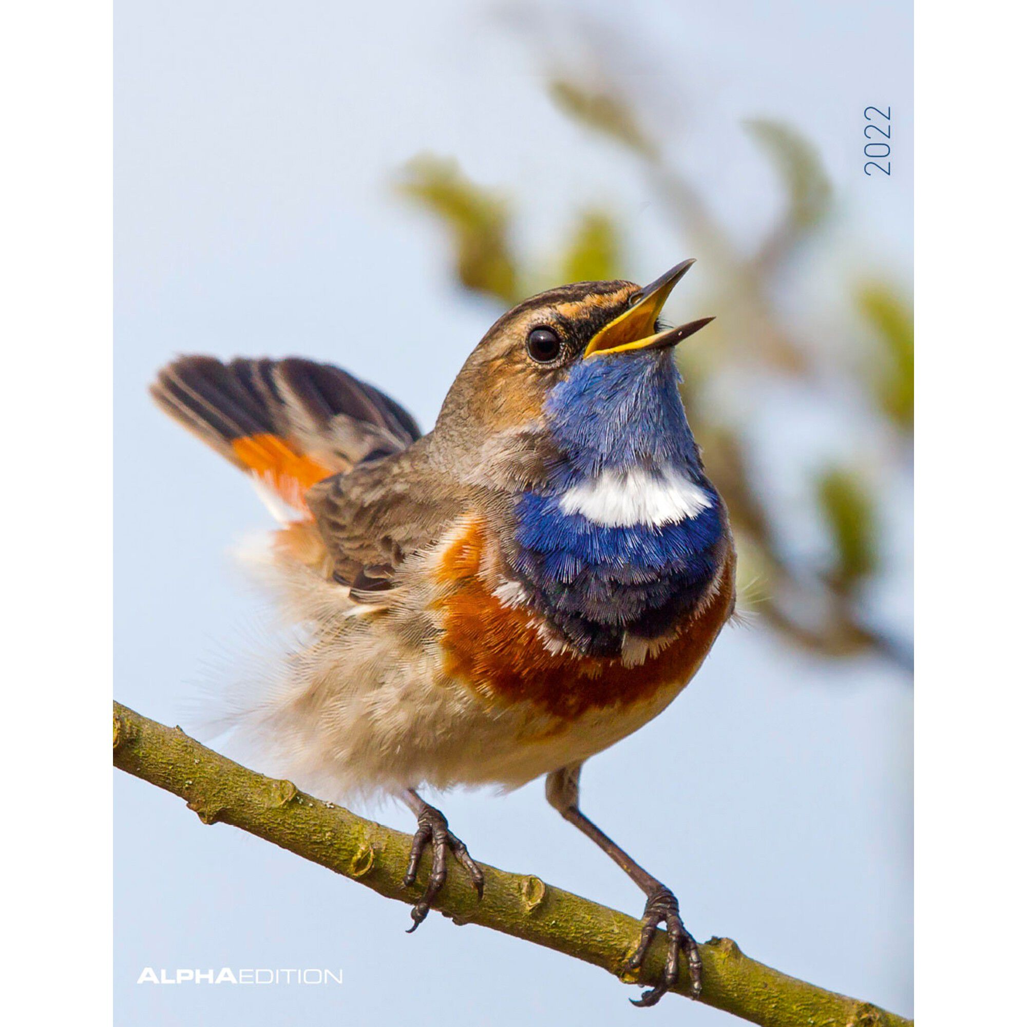 Calendrier 2024 oiseaux