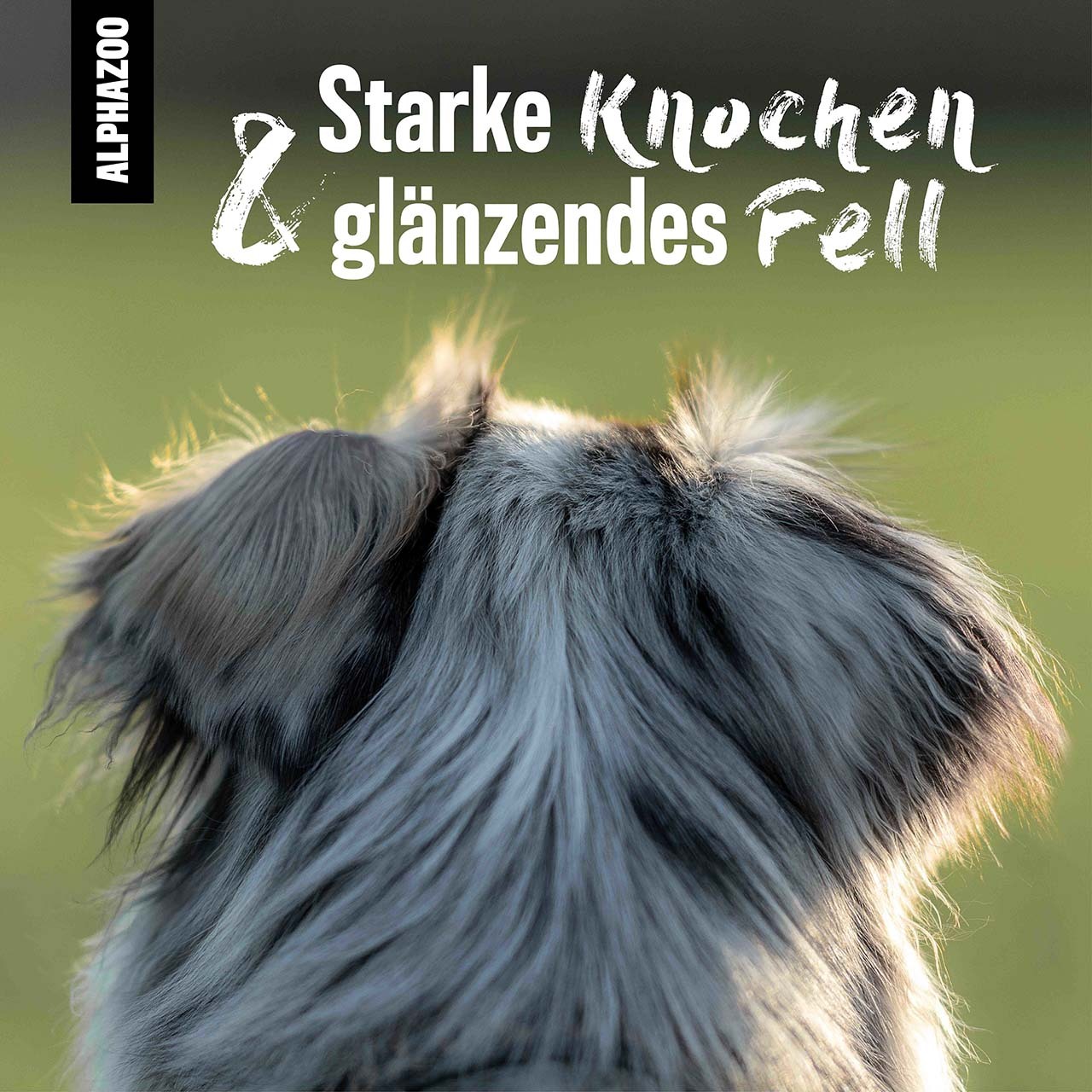 ALPHAZOO Ergänzungsfutter & Aufzucht ALPHAZOO Bierhefe-Pulver für Hunde und Katzen 750 g