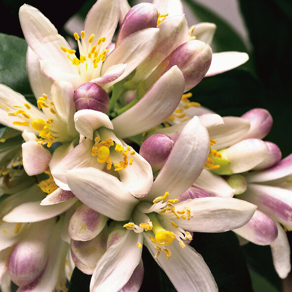 Zitronen-Stamm, 140–160 cm