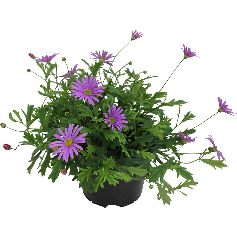 Blåkrage P12 brachycome
