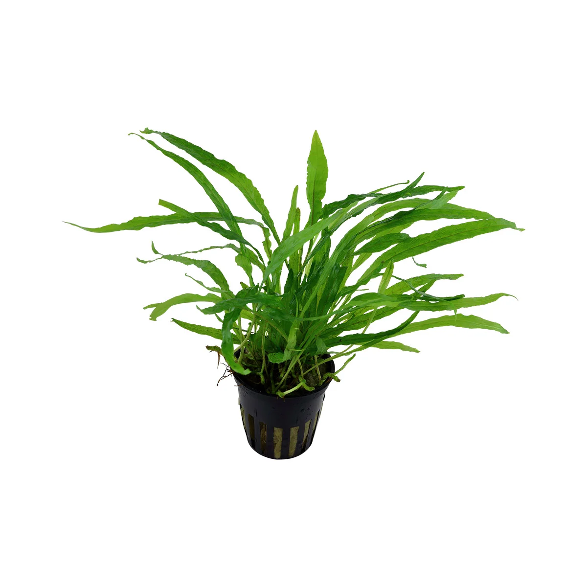 Tropica Aquariumpflanze Microsorum pteropus 'Narrow'