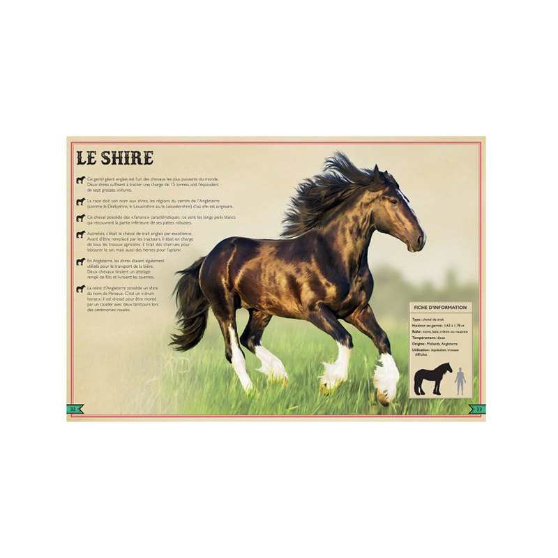 Livre Le livre extraordinaire des chevaux et poneys - Little Urban