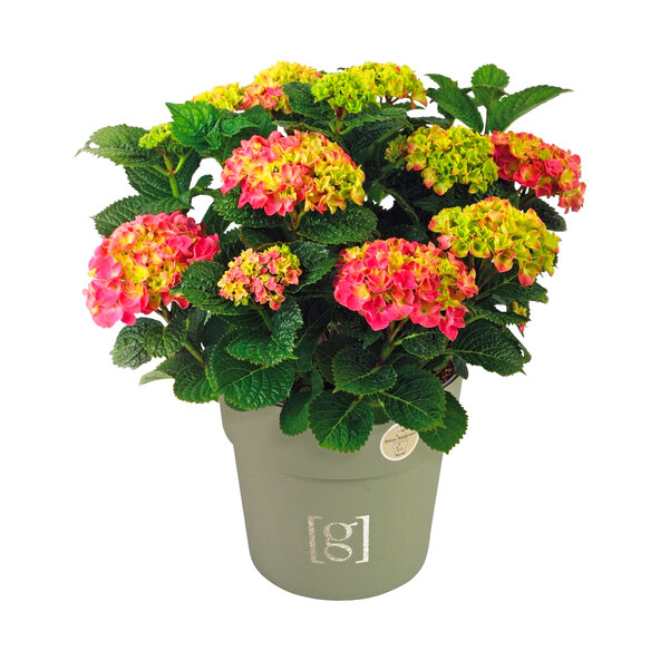 Bauernhortensie King Size Pink
