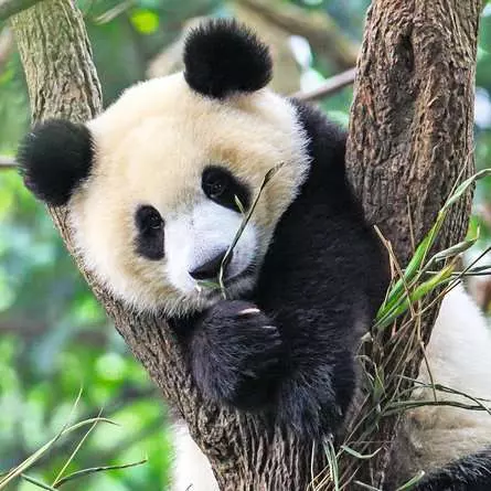 Kinderpuzzle ab 5 Jahren - Panda, Tiger und Löwe - 49 Teile