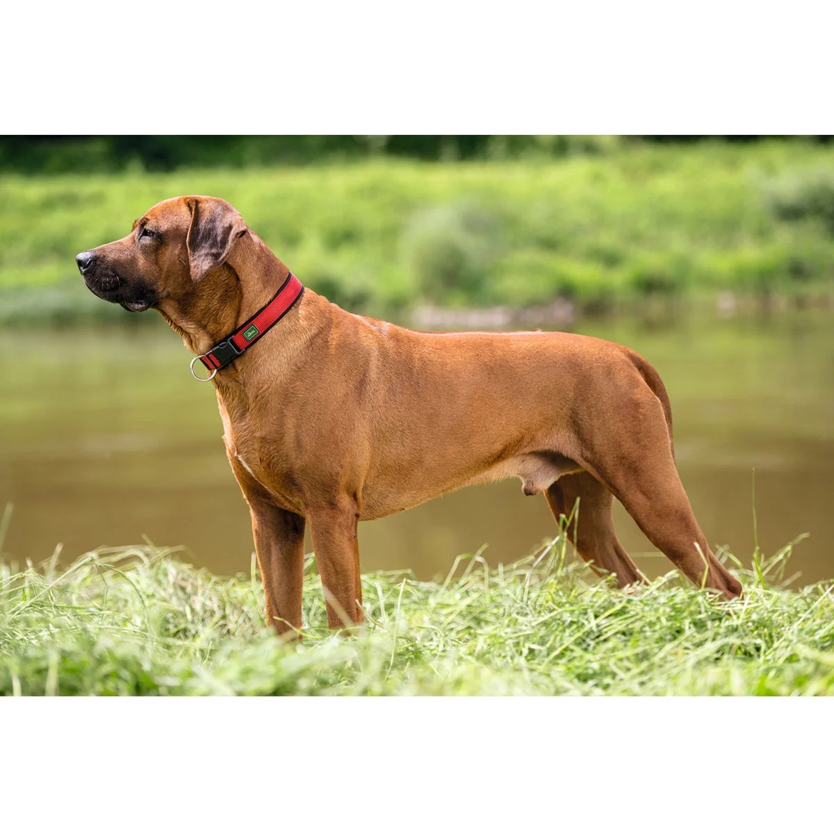 Hunter Neopren Vario Plus Halsung rot/schwarz kaufen bei ZooRoyal
