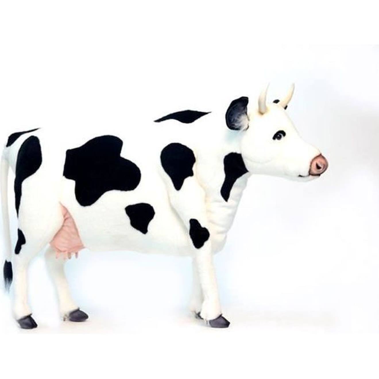 Anima