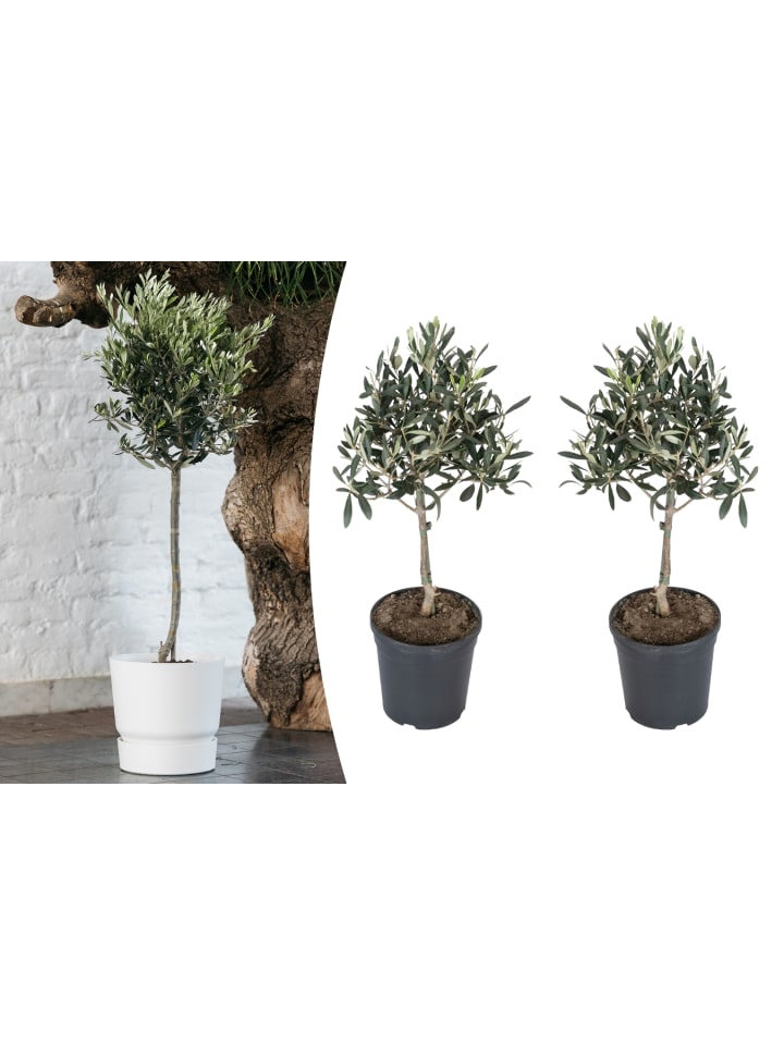 OH2 2-er: Set Olivenbäume winterhart auf Stamm mittel günstig kaufen onesize