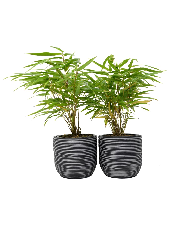 OH2 2er-Set Fargesia (Schrimbambus) medium  x 2 in Grün günstig kaufen onesize