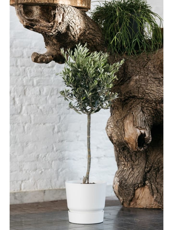 OH2 Olivenbaum in Grün günstig kaufen onesize