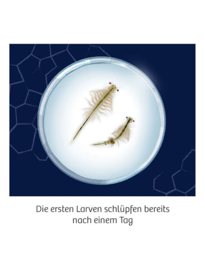 Kosmos Experimentierset Fun Science Wuselnde Salzkrebse, 8-12 Jahre günstig kaufen onesize