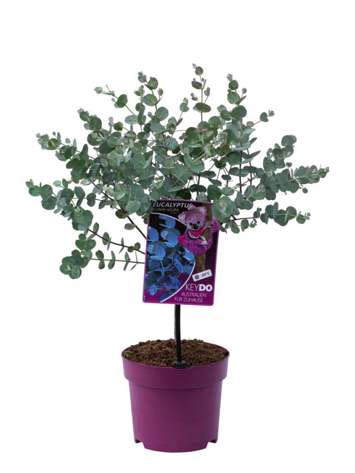 OH2 Eucalyptus gunnii Azura am Stamm günstig kaufen onesize