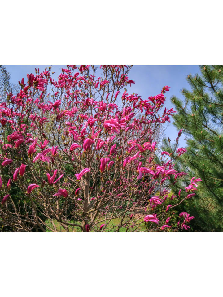 OH2 6-er: Set Magnolien Susan in Rosa günstig kaufen onesize