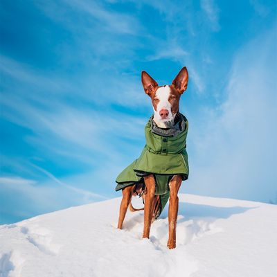 Rukka® Warmup Hundemantel, oliv