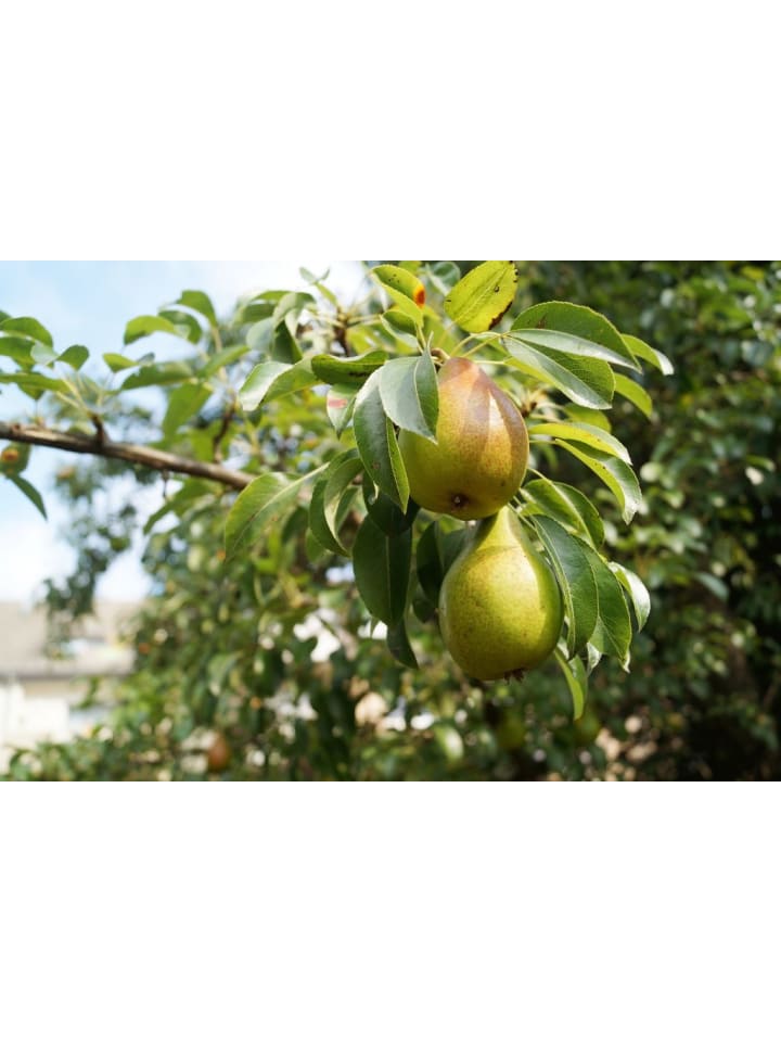 OH2 3er-Set: XXL Obstbäume in Bunt günstig kaufen onesize