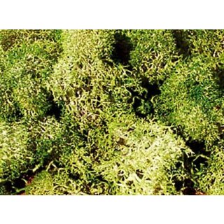 Islandmoos grau-grün 30 g