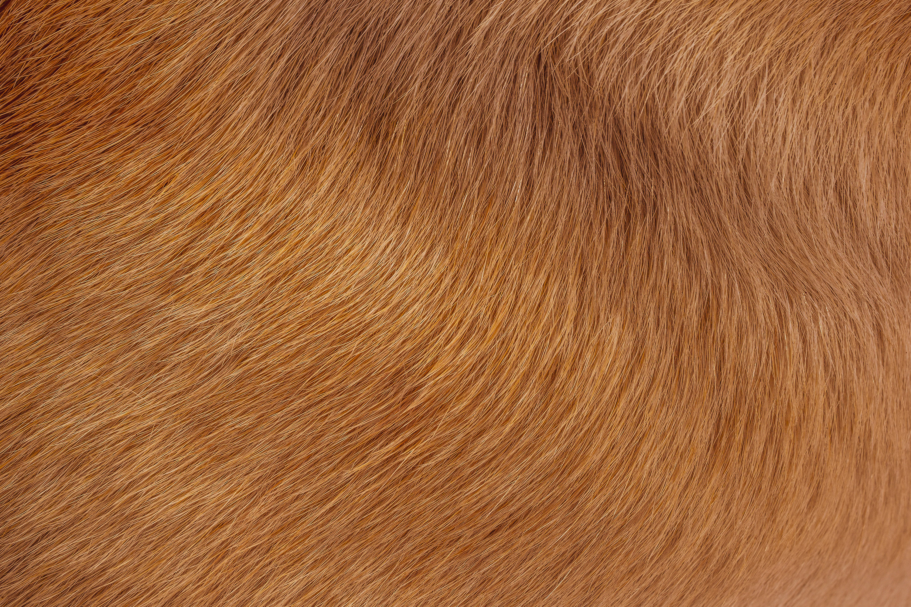 THE DOG IDEA Fellpflege THE DOG IDEA Welpenbürste mit Naturborsten
