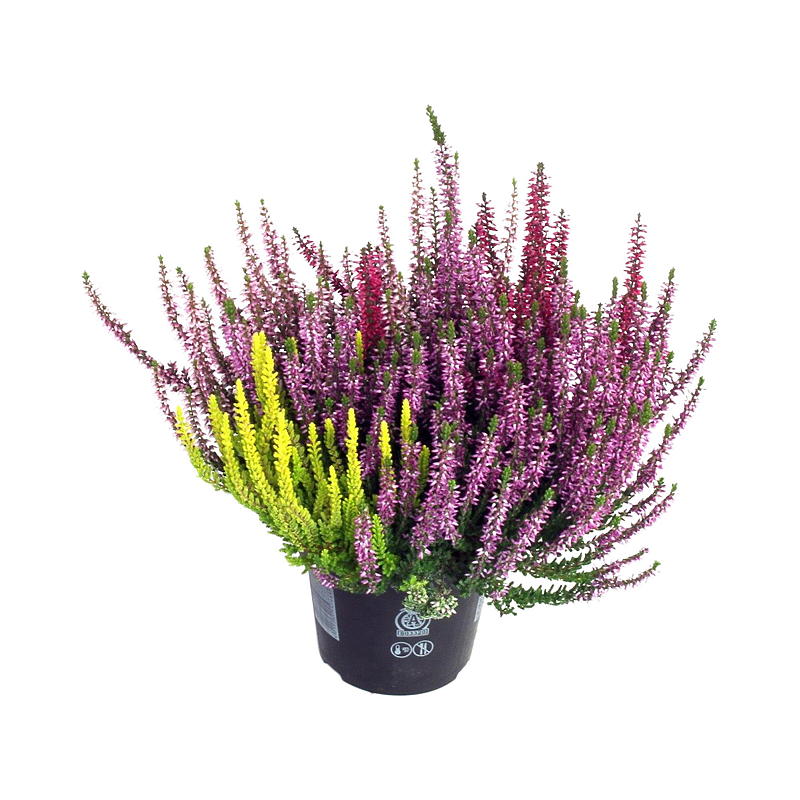 Calluna P13 Vulgaris beauty lady Quatr